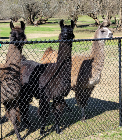 Llamas For Sale Henry Hills Paris Texas