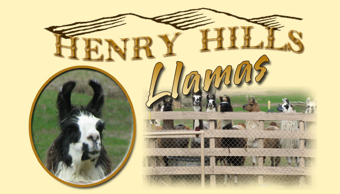 Henry Hills Llamas